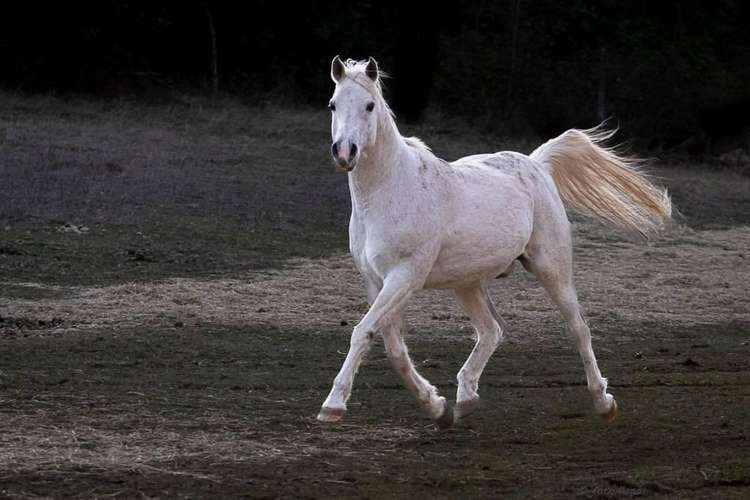 Caballo Manso para Niños