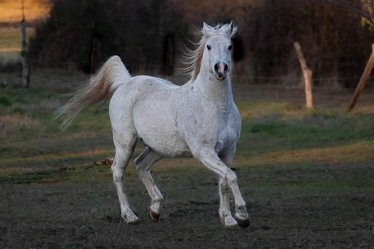 Caballo Manso para Niños