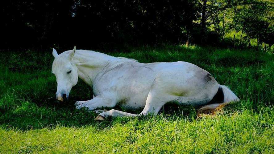 Caballo Manso para Niños