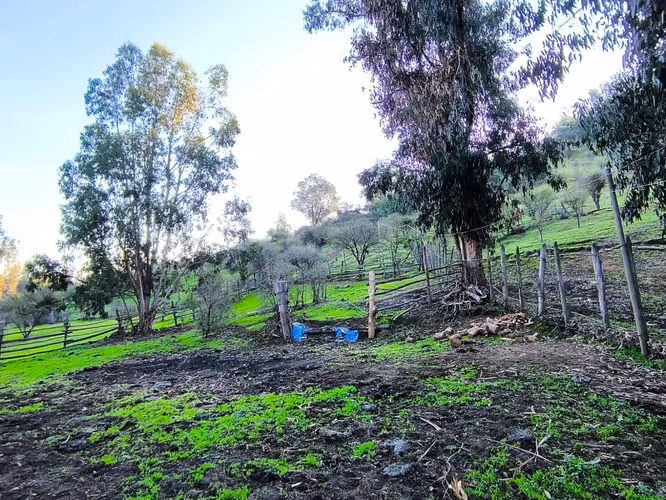 FUNDO EN LAS CABRAS DE 70 HECTAREAS - Imagen 4