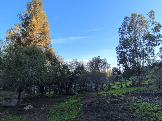 FUNDO EN LAS CABRAS DE 70 HECTAREAS - Imagen 3