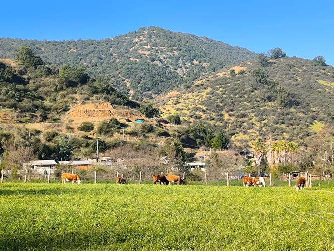 FUNDO EN LAS CABRAS DE 70 HECTAREAS - Imagen 5
