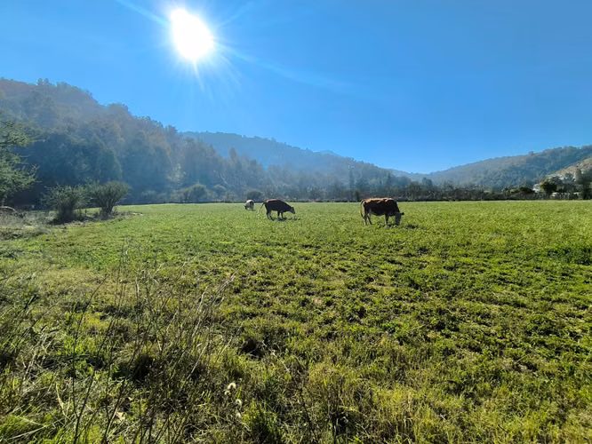 FUNDO EN LAS CABRAS DE 70 HECTAREAS - Imagen 9