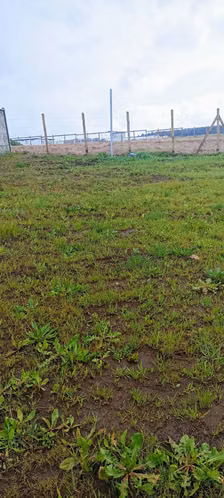 SITIO DE 300 M2, UBICADO A 2 MINUTOS DEL CENTRO DE NUEVA IMPERIAL. - Imagen 5
