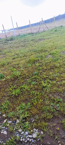 SITIO DE 300 M2, UBICADO A 2 MINUTOS DEL CENTRO DE NUEVA IMPERIAL. - Imagen 4