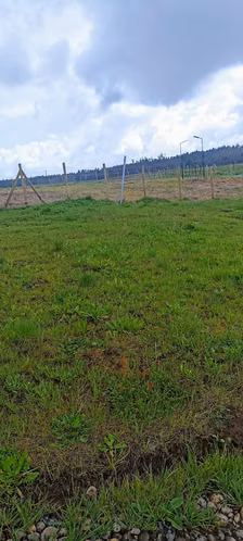 SITIO DE 300 M2, UBICADO A 2 MINUTOS DEL CENTRO DE NUEVA IMPERIAL. - Imagen 7