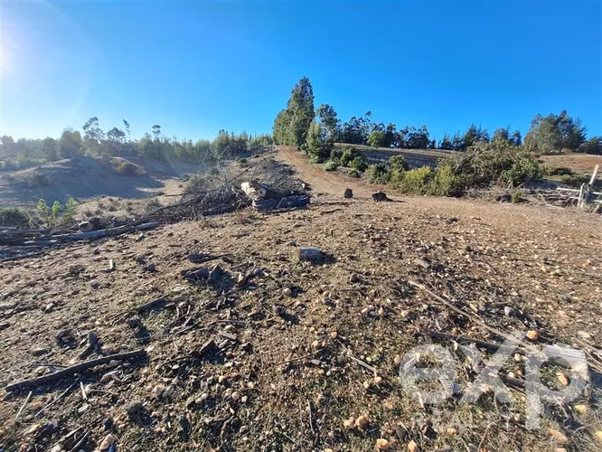 Vende Sitio (8 has) en Alto Ramírez Pichilemu - Imagen 10