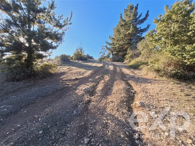 Vende Sitio (8 has) en Alto Ramírez Pichilemu - Imagen 4