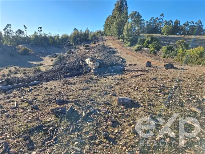 Vende Sitio (8 has) en Alto Ramírez Pichilemu - Imagen 9
