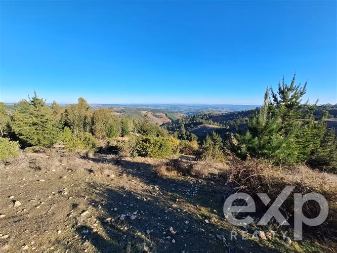 Vende Terreno (8 has) en Alto Ramírez en Pichilemu