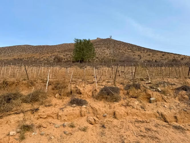 VICUÑA, KM 6,3, RANCHO CHAPARRAL, 74000 M2, SECTOR PERALILLO