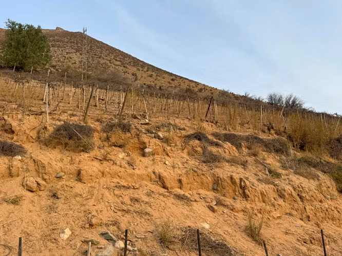 VICUÑA, KM 6,3, RANCHO CHAPARRAL, 74000 M2, SECTOR PERALILLO