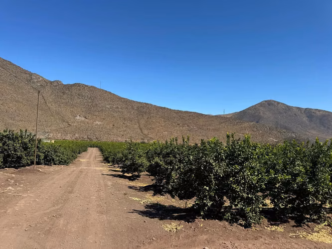 Venta Parcela 19 Hectáreas Limoneros, Alicahue, Cabildo