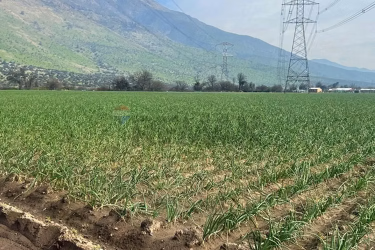 Terreno de 6,98 h.a, tiltil
