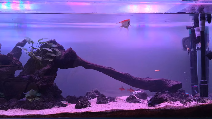 VENDO ACUARIO / PECERA 250 L COMPLETO