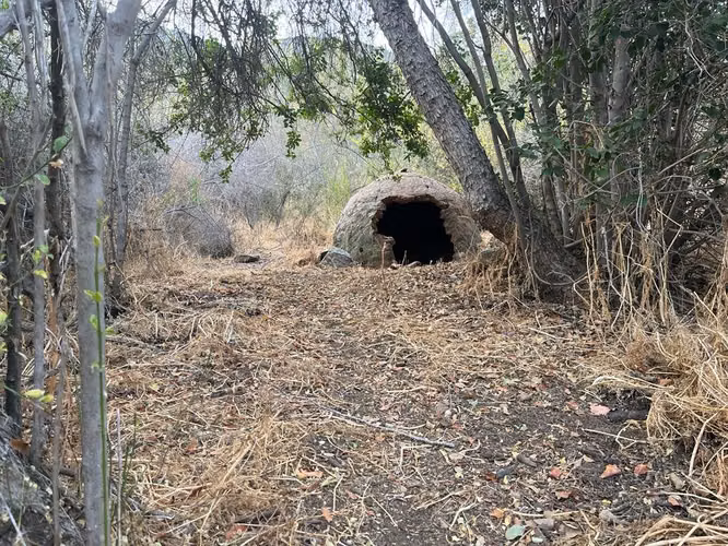 Renta de terreno con bosque nativo de 6,5 há, en Olmué.  1 M$