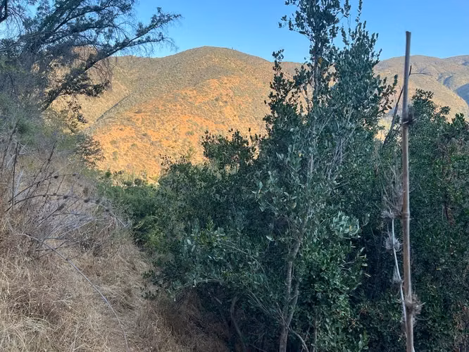 Renta de terreno con bosque nativo de 6,5 há, en Olmué.  1 M$