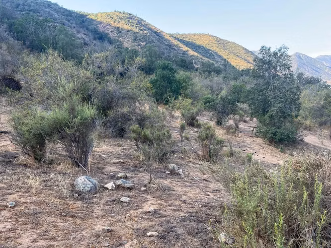 Renta de terreno con bosque nativo de 6,5 há, en Olmué.  1 M$