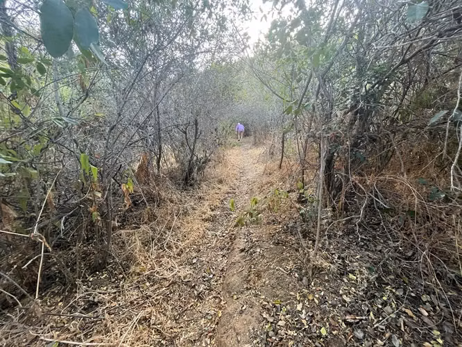 Renta de terreno con bosque nativo de 6,5 há, en Olmué.  1 M$