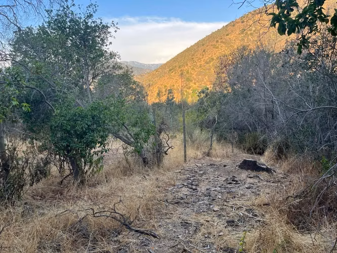 Renta de terreno con bosque nativo de 6,5 há, en Olmué.  1 M$