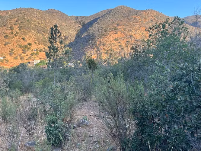 Renta de terreno con bosque nativo de 6,5 há, en Olmué.  1 M$