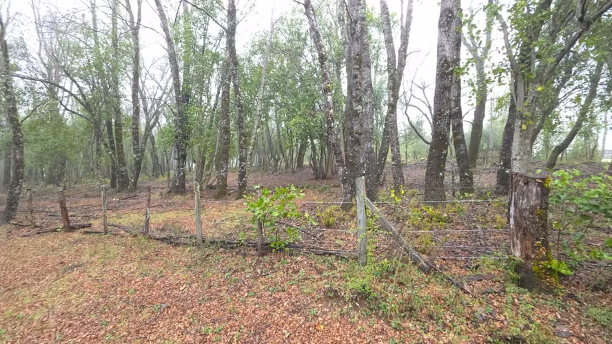 Terreno en venta Yungay, 7.88 hectáreas - Imagen 13