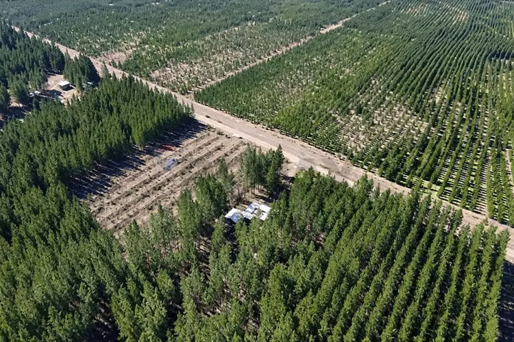 Parcela de 5.000m² a la venta - Imagen 2
