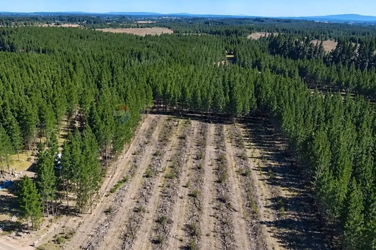 Parcela de 5.000m² a la venta - Imagen 16