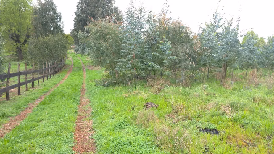 Terreno en venta Yungay, sector el Cardal 2.32 hectáreas