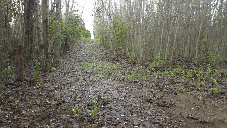Terreno en venta Yungay, sector el Cardal 2.32 hectáreas