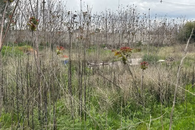 Parcela - Imagen 15