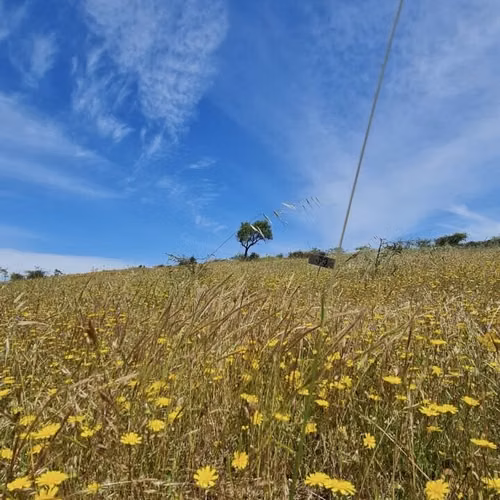 VENTA PARCELA EN LITUECHE |URETA BRAVO PROPIEDADES| - Imagen 1