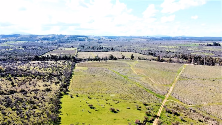 Venta de Fundo El Macetero – 198,9 Há de poder productivo, en Cauquenes. 60.000 UF.