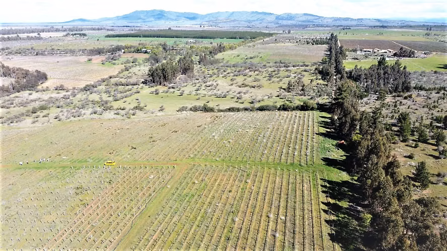 Venta de Fundo El Macetero – 198,9 Há de poder productivo, en Cauquenes. 60.000 UF.