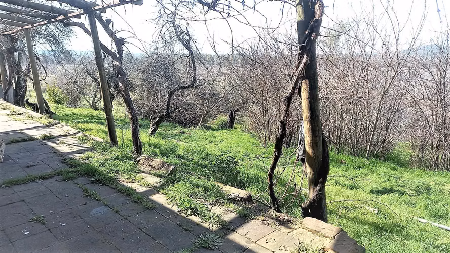 Venta de Fundo El Macetero – 198,9 Há de poder productivo, en Cauquenes. 60.000 UF.