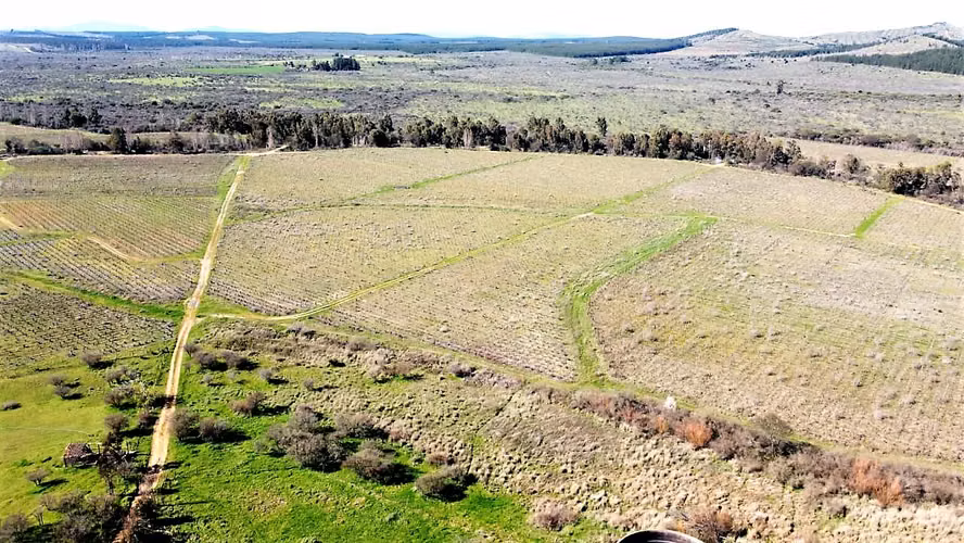 Venta de Fundo El Macetero – 198,9 Há de poder productivo, en Cauquenes. 60.000 UF.