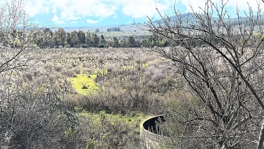 Venta de Fundo El Macetero – 198,9 Há de poder productivo, en Cauquenes. 60.000 UF.