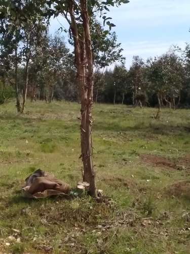 Venta Terreno 5.000m² Cond. Cumbres de Catillo/Parral