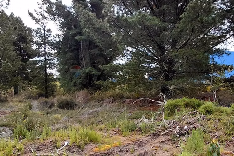 Parcela en pucón con luz y acceso al río trancura - Imagen 21
