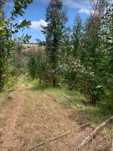 Vende campo de 21 hectáreas en Traiguén, Novena Región, rol chileno, sector muy tranquilo