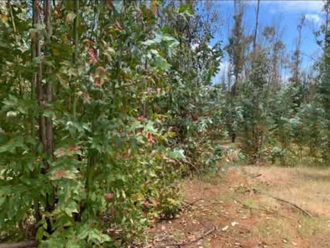 Vende campo de 21 hectáreas en Traiguén, Novena Región, rol chileno, sector muy tranquilo