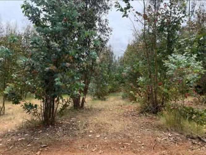 Vende campo de 21 hectáreas en Traiguén, Novena Región, rol chileno, sector muy tranquilo
