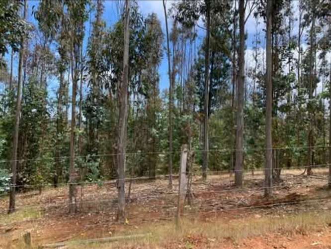 Vende campo de 21 hectáreas en Traiguén, Novena Región, rol chileno, sector muy tranquilo