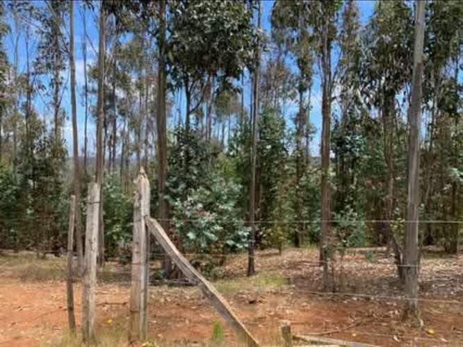 Vende campo de 21 hectáreas en Traiguén, Novena Región, rol chileno, sector muy tranquilo