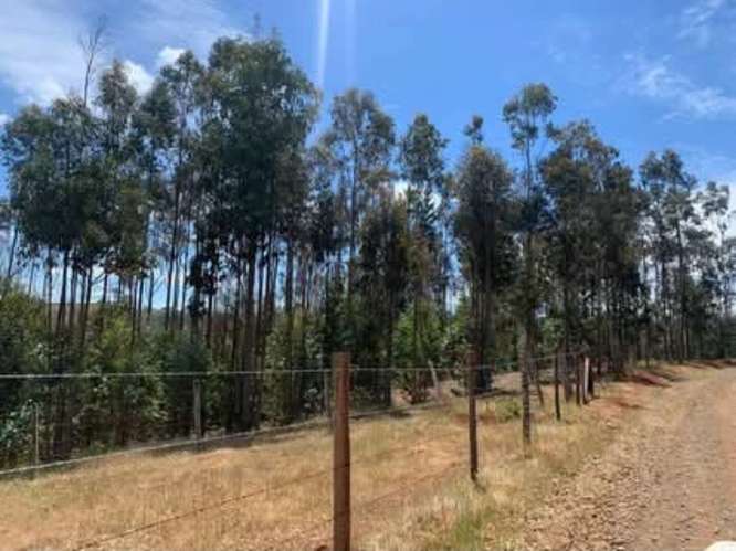 Vende campo de 21 hectáreas en Traiguén, Novena Región, rol chileno, sector muy tranquilo
