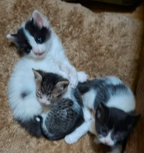 Gatitos bebés buscan familia urgente