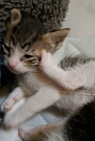 Gatitos bebés buscan familia urgente
