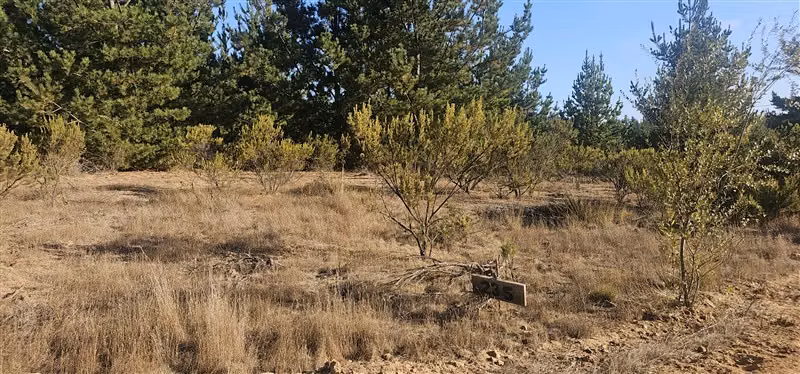 Parcela en venta en Pichilemu - Imagen 7