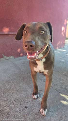 Tobi busca familia 