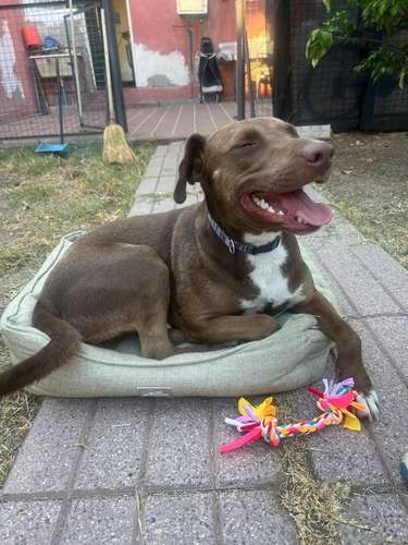 Tobi busca familia 